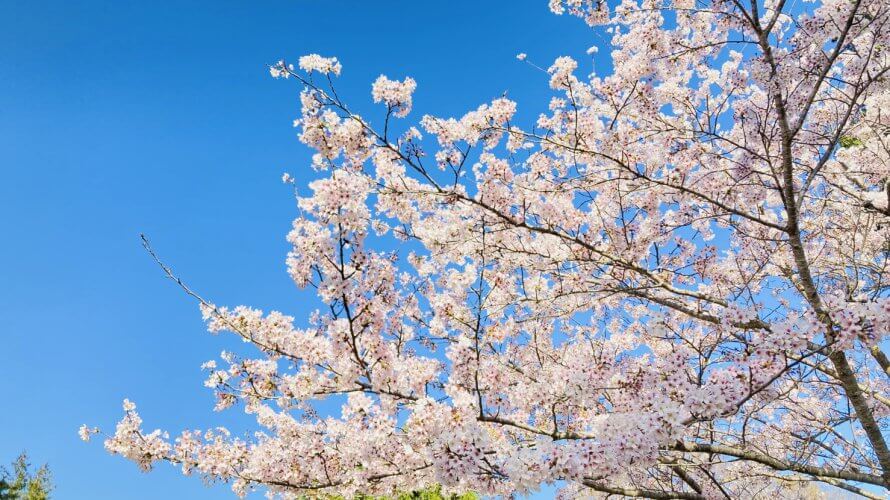 桜以上に綺麗な花